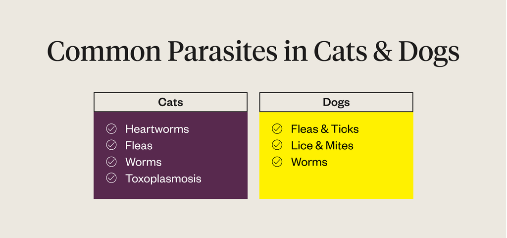 Graphic listing common parasites in cats and dogs