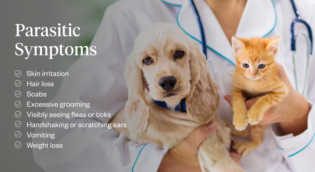 Graphic listing parasitic symptoms in cats and dogs