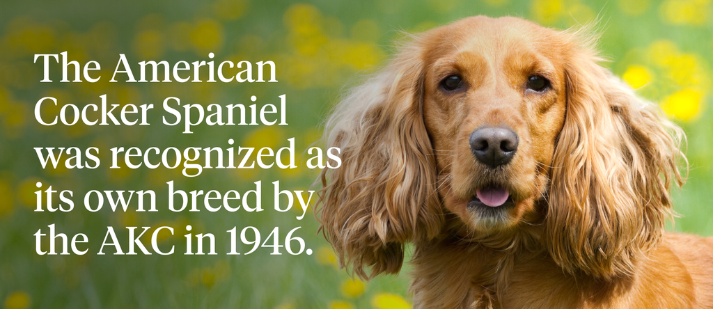 The American Cocker Spaniel was recognized as its own breed by the AKC in 1946