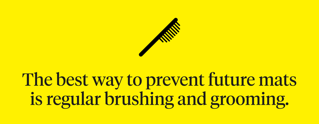 The best way to prevent future mats is regular brushing and grooming.