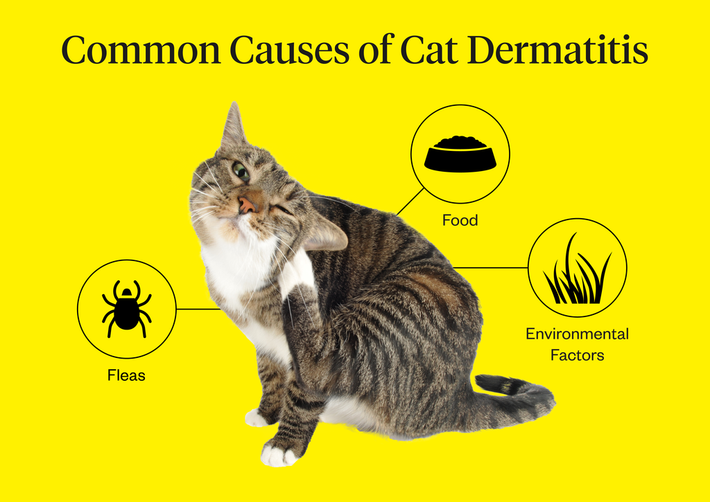 Common causes of cat dermatitis: fleas, food, environmental factors