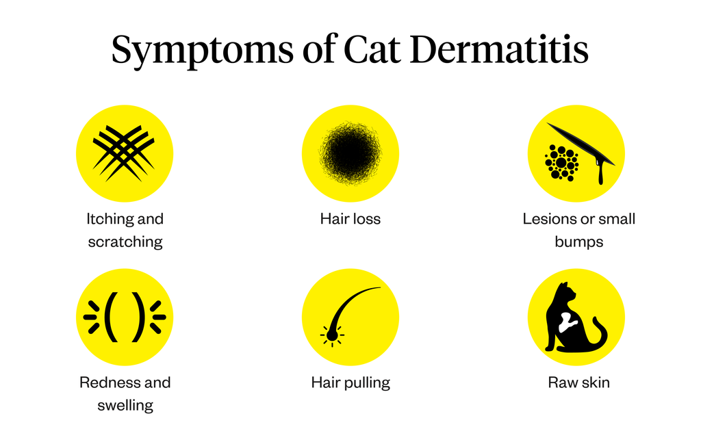 Six symptoms of cat dermatitis