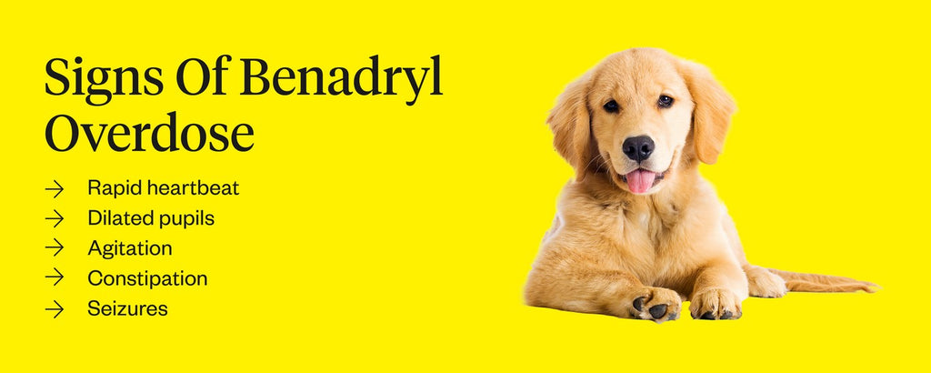 How Much Benadryl Can I Give My Dog? | Dutch