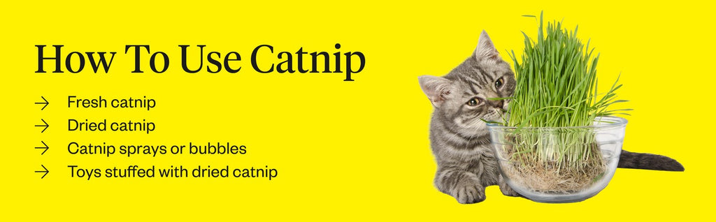 While Your Cat Is High on Catnip, They're Also Repelling Pests · The Wildest