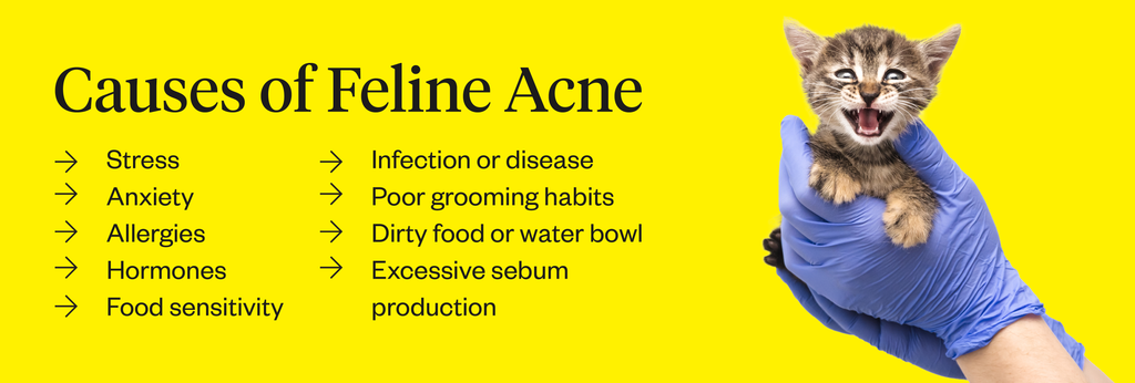 can cats and dogs get acne