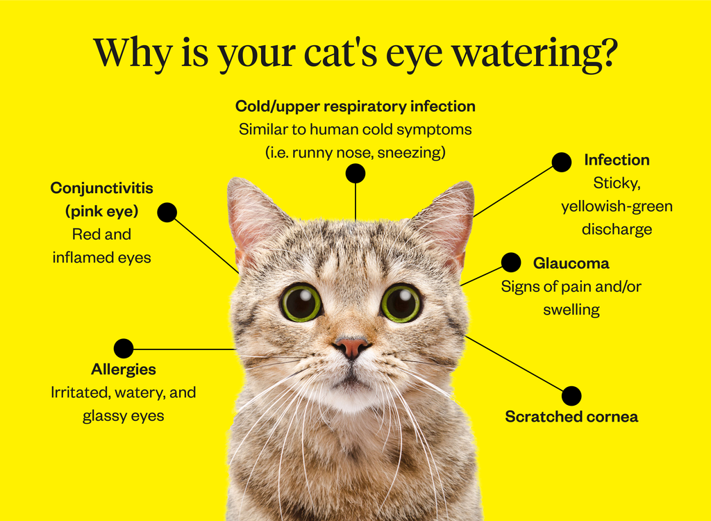 cat stuffy nose eye discharge
