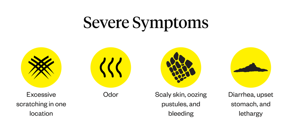 Graphic listing severe symptoms associated with dog itching