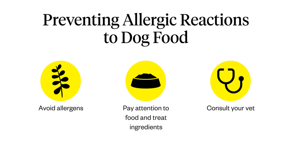 Graphic with preventative measures for dog food allergies