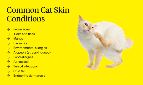 Common Cat Skin Conditions And How To Treat Them Cohaitungchi Tech