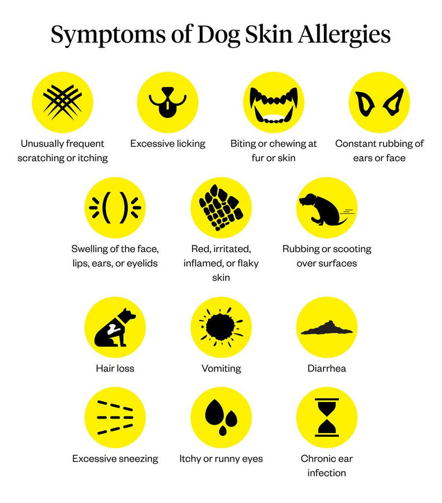 Graphic listing symptoms of dog skin allergies
