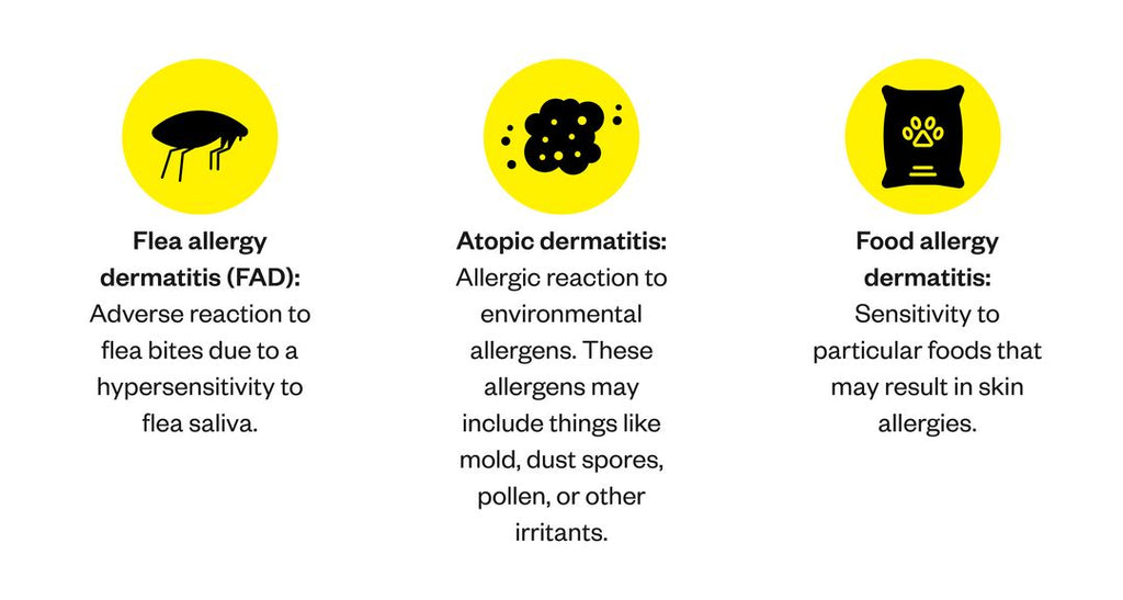 Graphic listing three types of common dog skin allergies