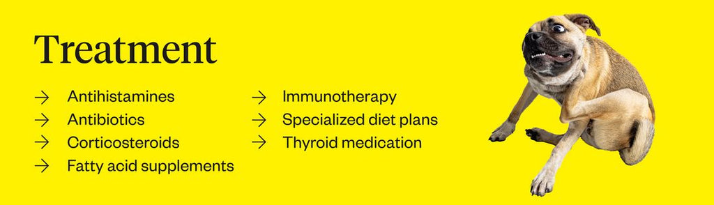 Graphic listing treatment options used to treat dog skin allergies