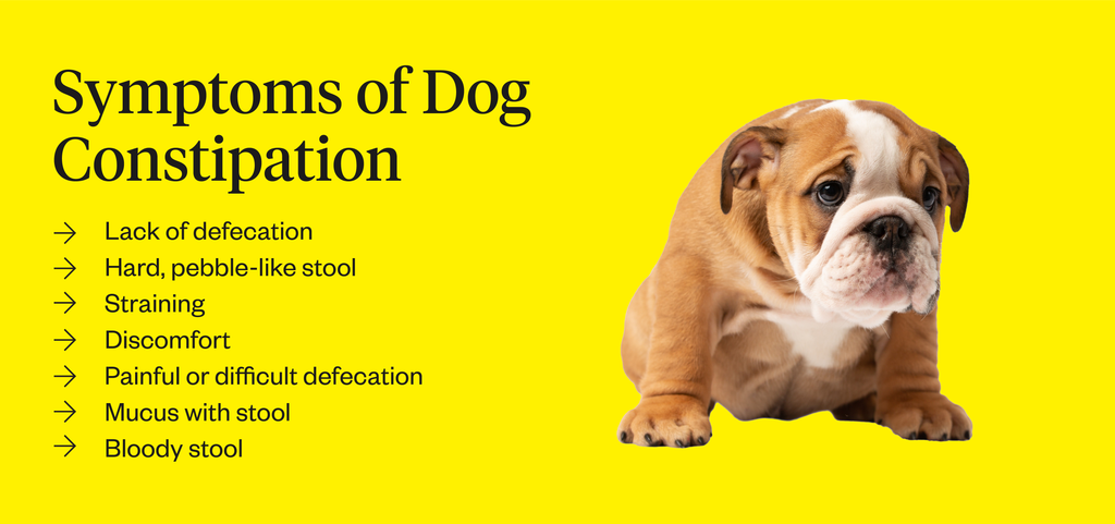 why is dog constipated