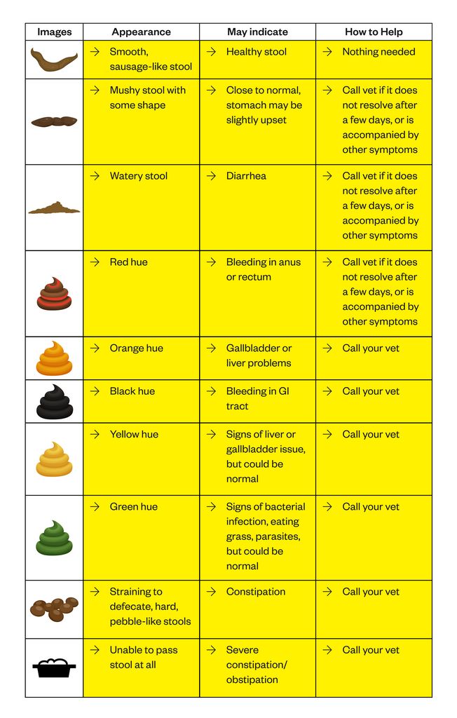 How to Understand Your Cat’s Stool [Cat Poop Chart] | Dutch