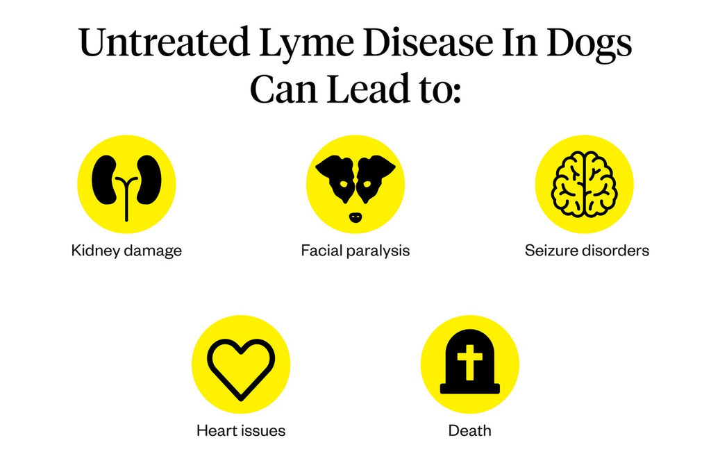 Untreated lyme disease in dogs can lead to several health complications