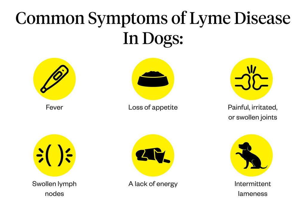 how soon do dogs show symptoms of lyme disease