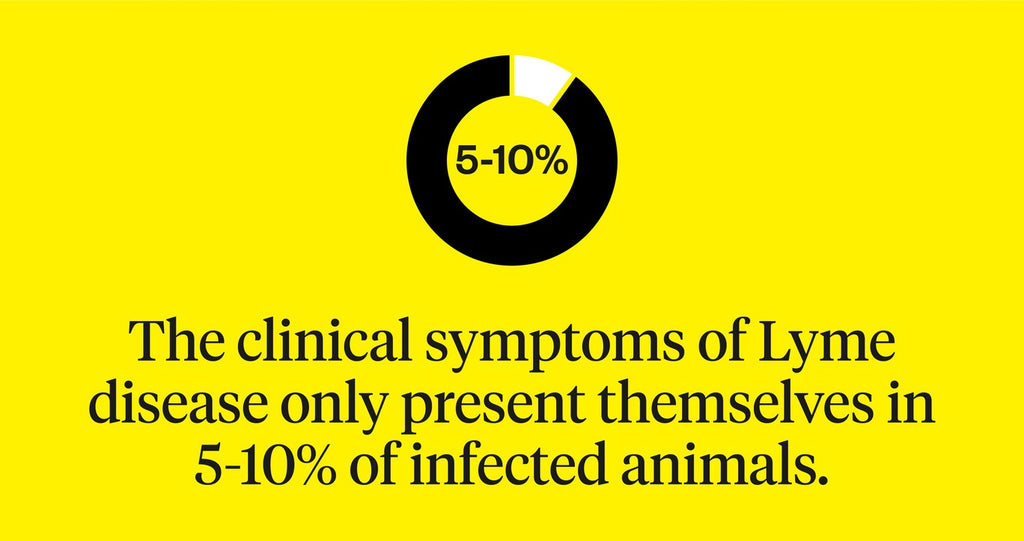 The clinical symptoms of lyme disease present themselves in 5-10% of infected animals