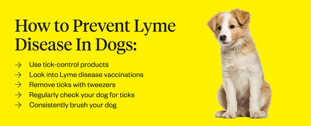 how soon do dogs show symptoms of lyme disease