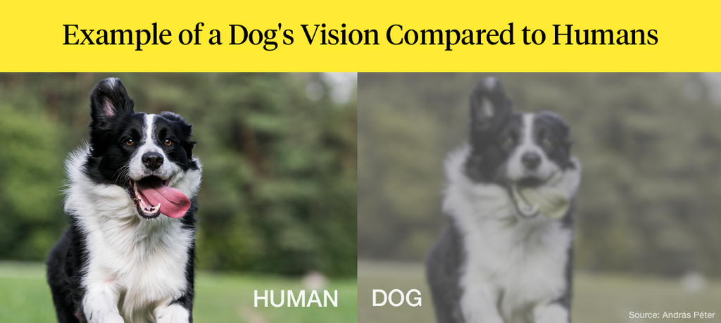 is a dogs vision better than humans