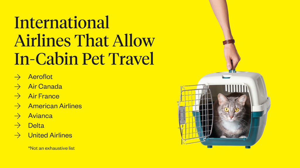 International airlines that allow in-cabin pet travel