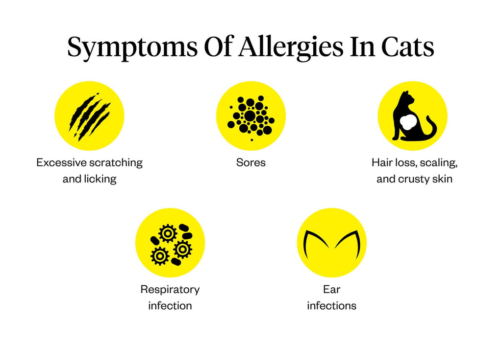 Symptoms of allergies in cats