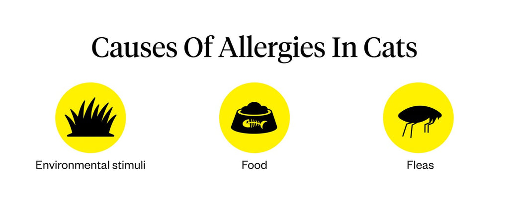 Causes of allergies in cats