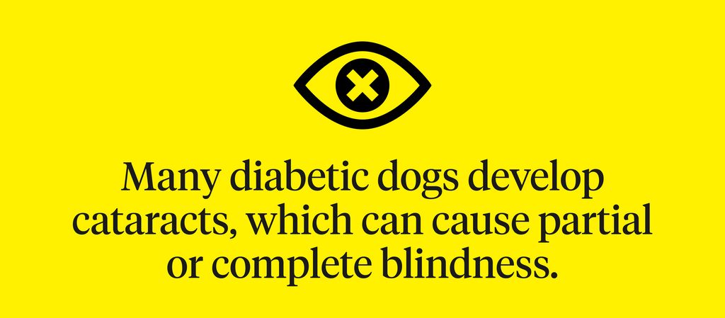 what causes temporary blindness in dogs