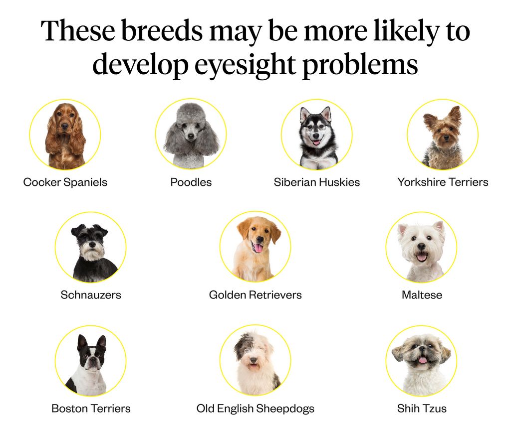 what can cause sudden blindness in dogs