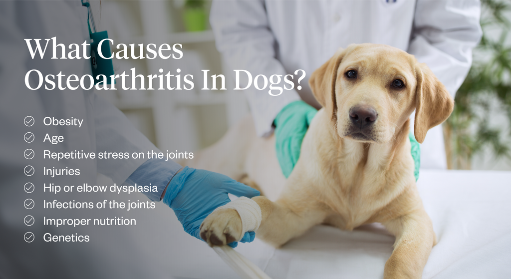 Causes of osteoarthritis in dogs