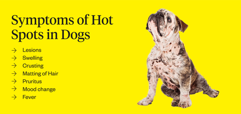 can stress cause hot spots in dogs