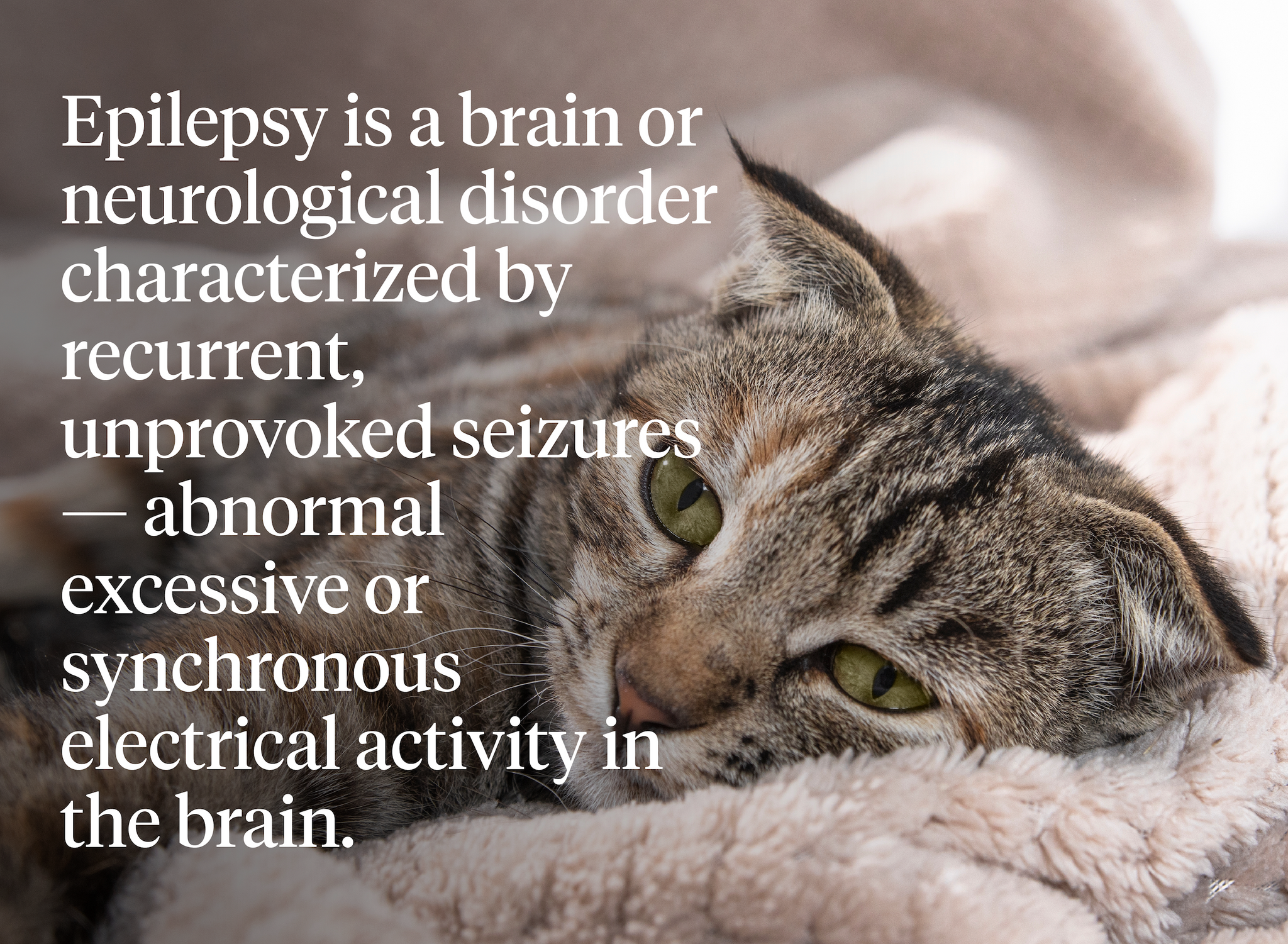 Definition of epilepsy in cats