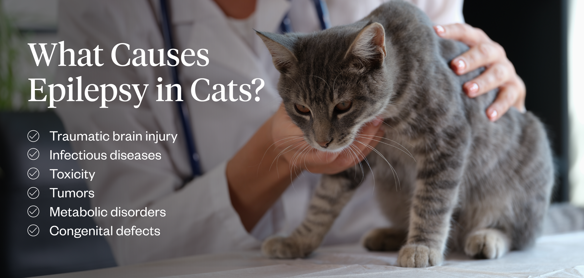List of the causes of epilepsy in cats