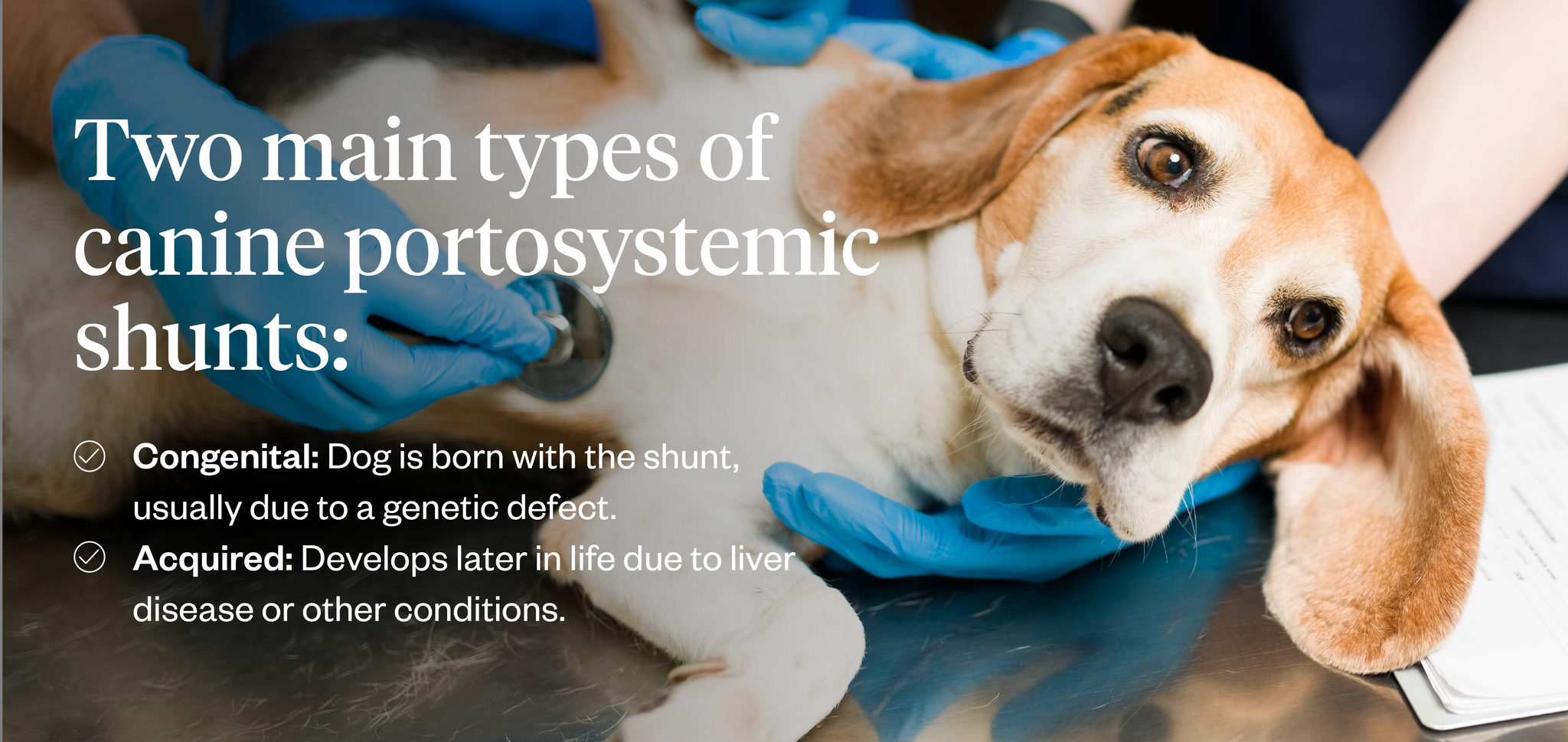 Two main types of canine portosystemic shunts