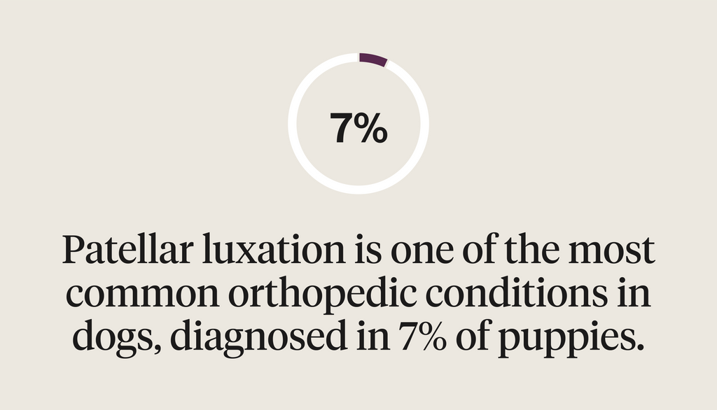 Patellar luxation is one of the most common orthopedic conditions in dogs, diagnosed in 7% of puppies.