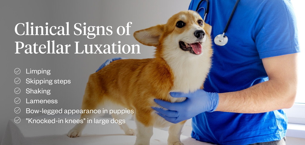 Graphic listing the clinical signs of patellar luxation in dogs