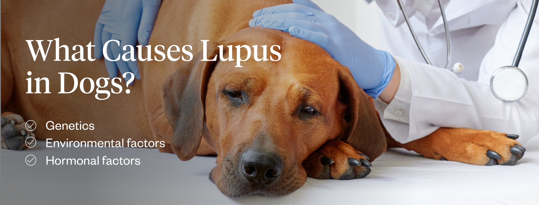 What causes Lupus in dogs?