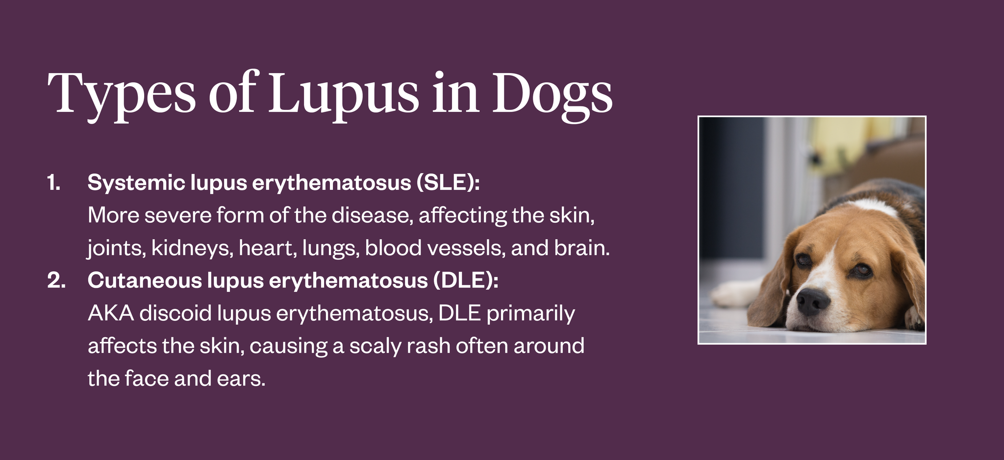 Types of lupus in dogs