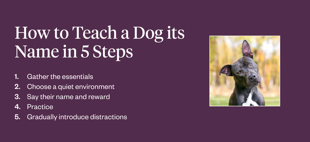 How to Teach a Dog its Name in 5 steps