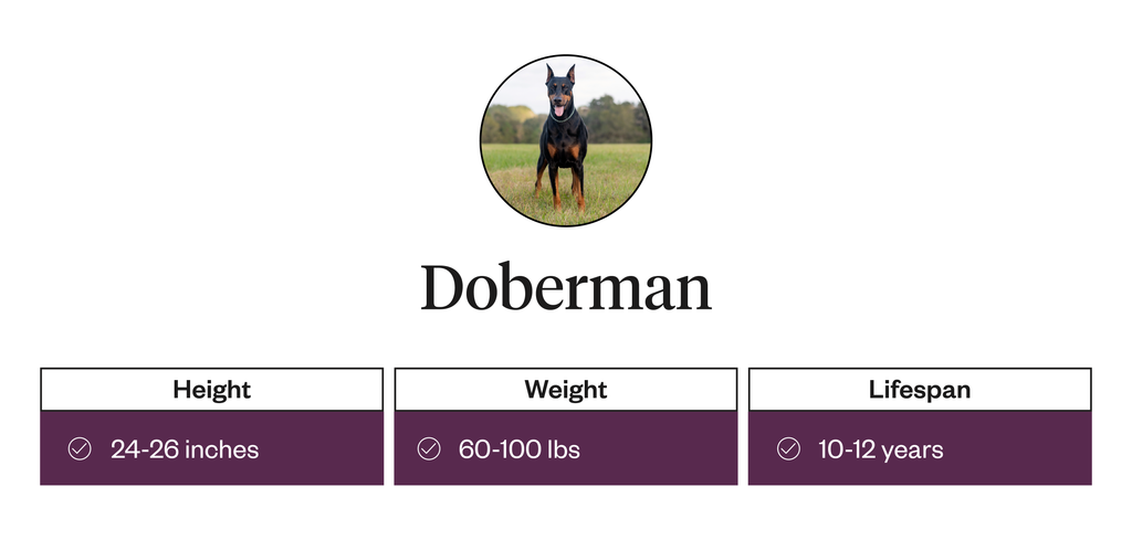 Doberman dog physical attributes