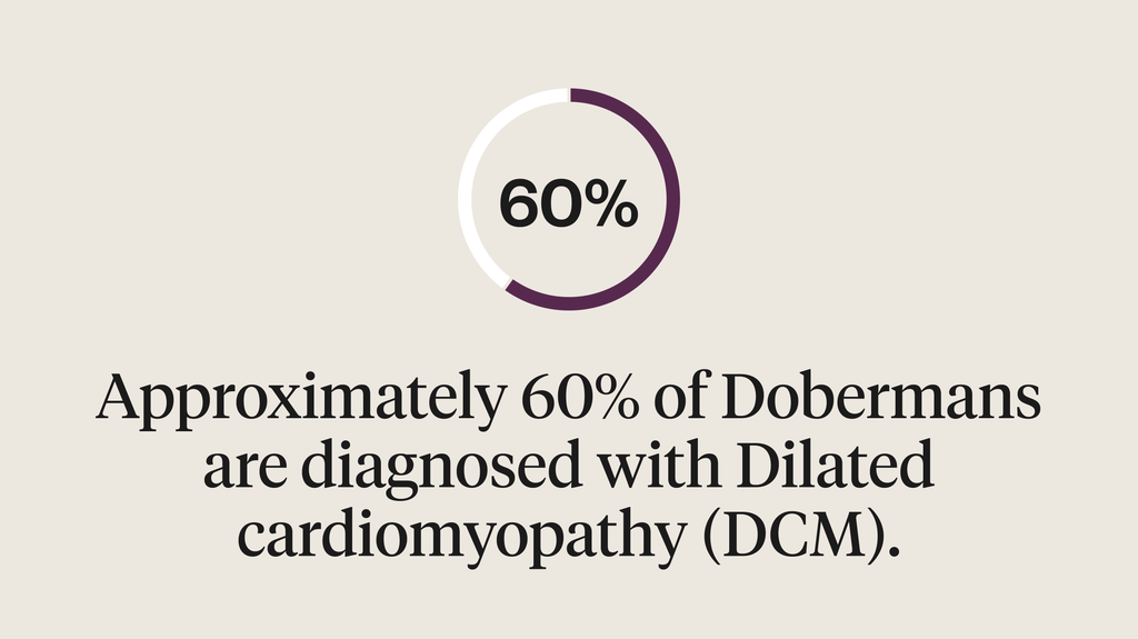 60% of Doberman dogs are diagnosed with dilated cardiomyopathy (DCM)