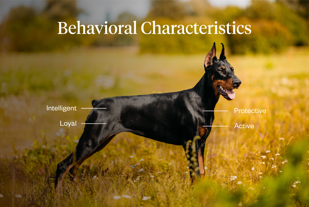 Behavioral characteristics of Dobermans