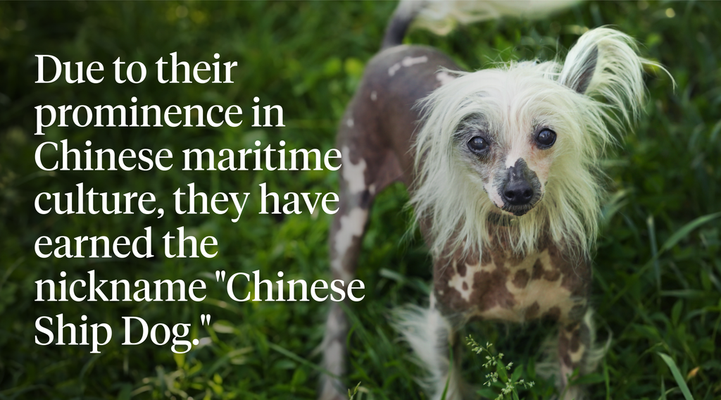 Chinese Crested's roots in Chinese maritime culture have earned them the nickname "Chinese Ship Dog." [
