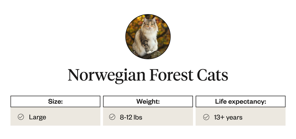 Physical attributes of the Norwegian forest cat