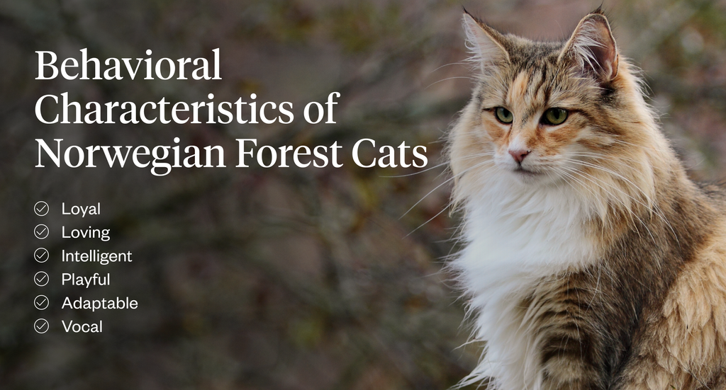 Behavioral characteristics of Norwegian forest cats
