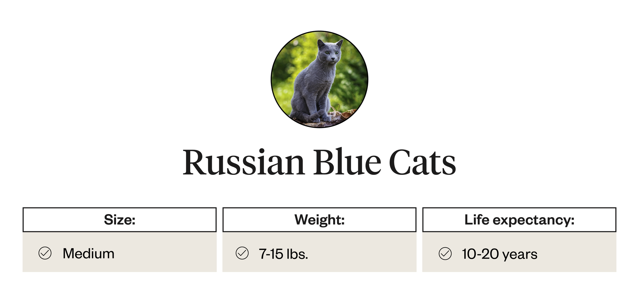 Physical attributes of Russian blue cats