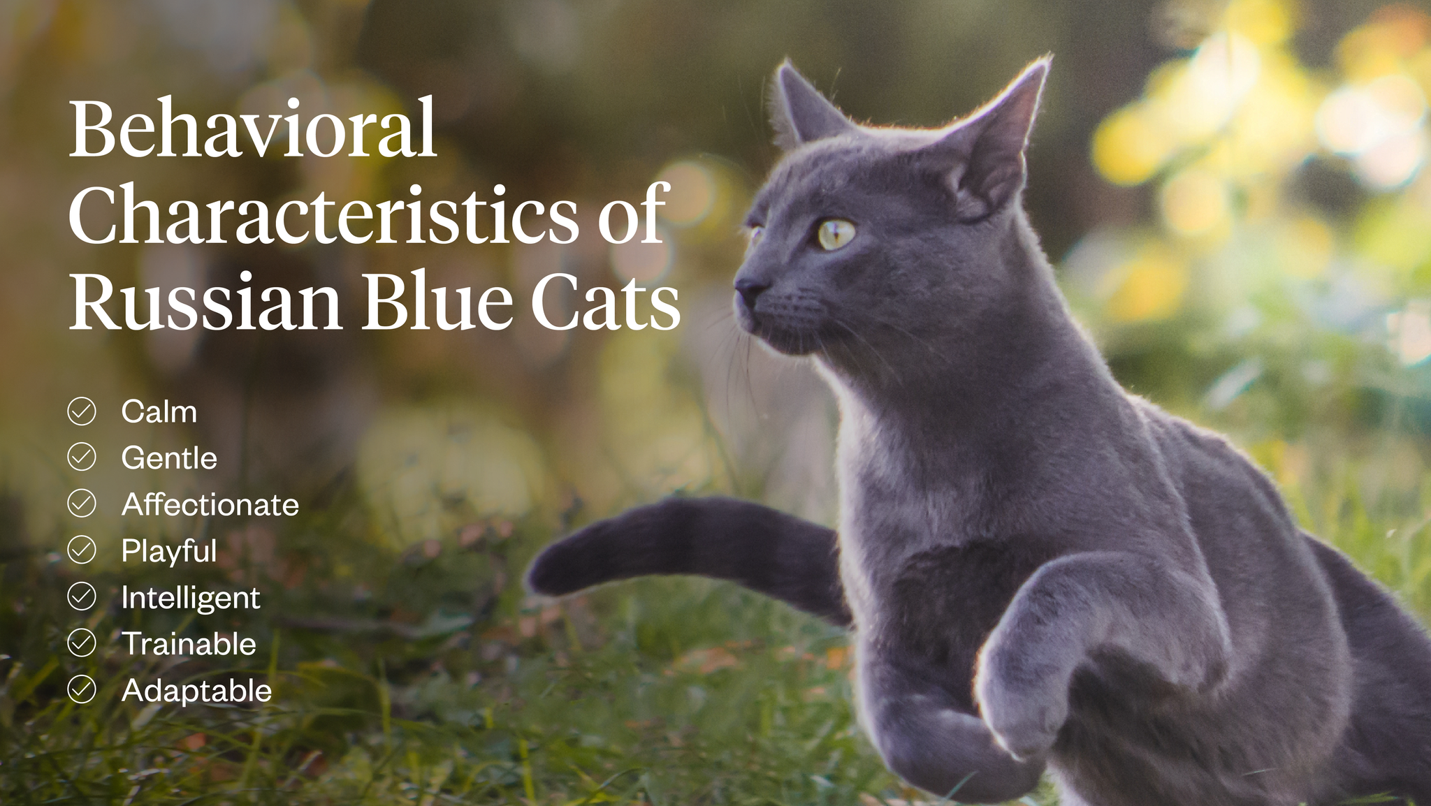 Behavioral characteristics of Russian blue cats