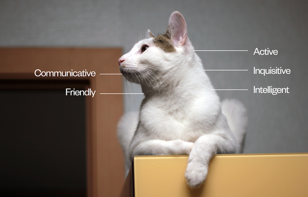 Personality traits of the Japanese Bobtail