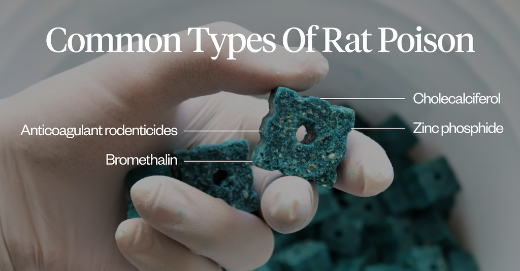 Common types of rat poison: anticoagulant rodenticides, bromethalin, cholecalciferol, zinc phosphide