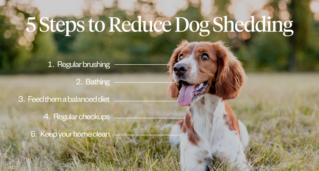 5 Steps to reduce dog shedding