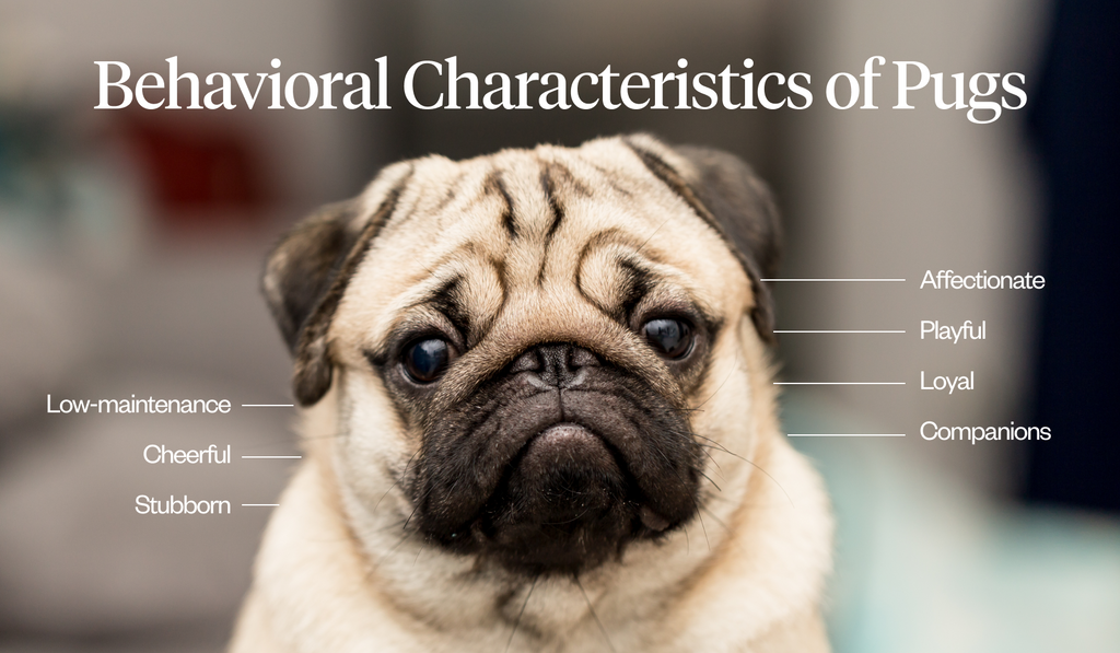 Photo of pug with list of behavioral characteristics